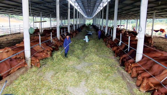 Dự án chăn nuôi bò kết hợp nuôi Trùn Quế