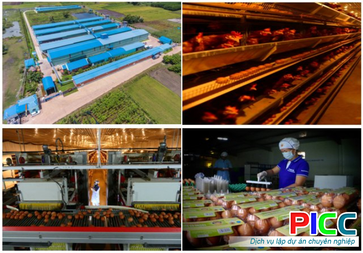 Mô hình trang trại chăn nuôi gà đẻ trứng của Công ty TNHH sản xuất và chăn nuôi Thanh Đức, huyện Xuân Lộc, tỉnh Đồng Nai