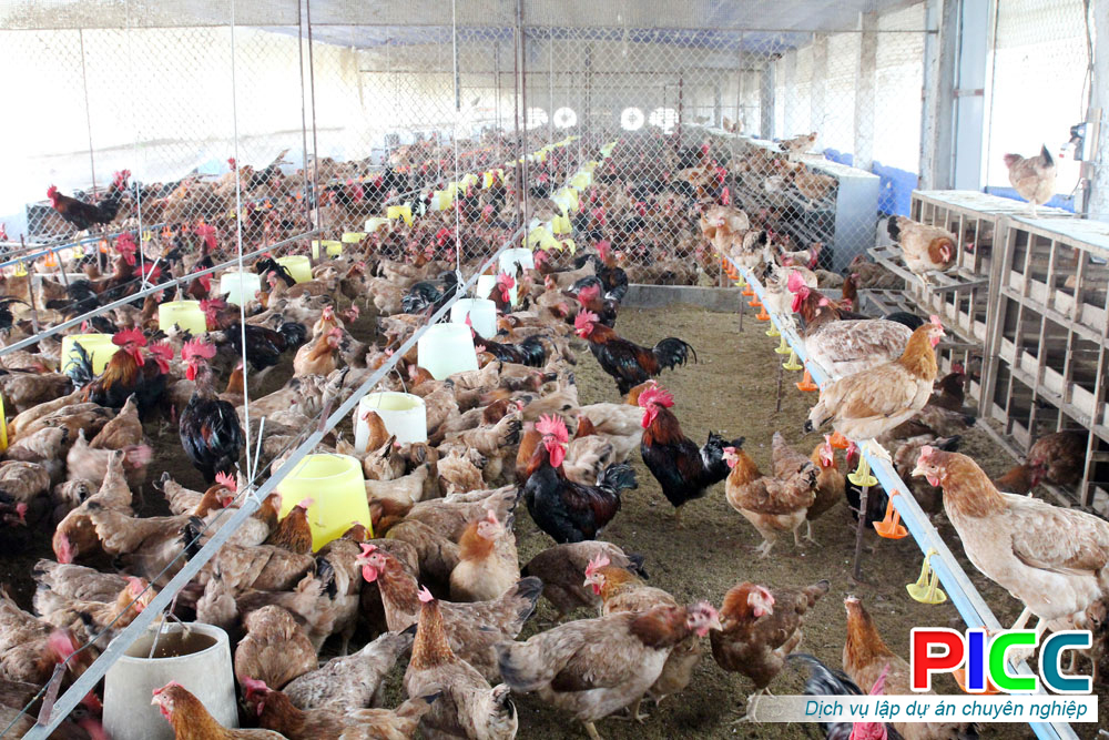Trang trại nuôi gà tỉnh Bình Phước